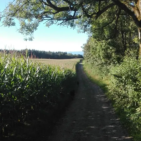Island Pferdehof Arrisholt Solskin *