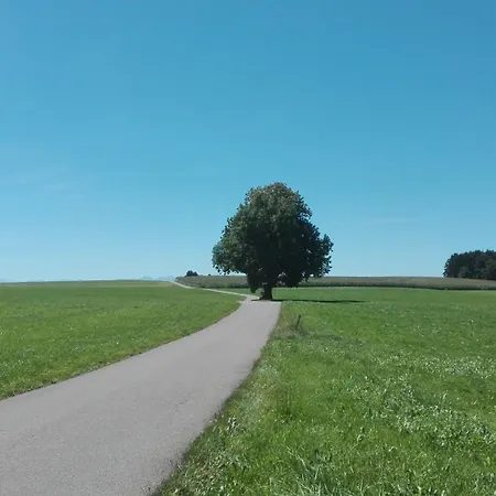 Island Pferdehof Arrisholt Solskin